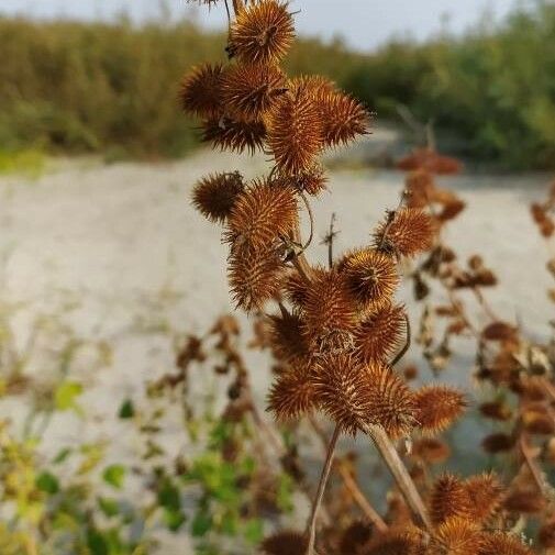 Xanthium orientale Leht