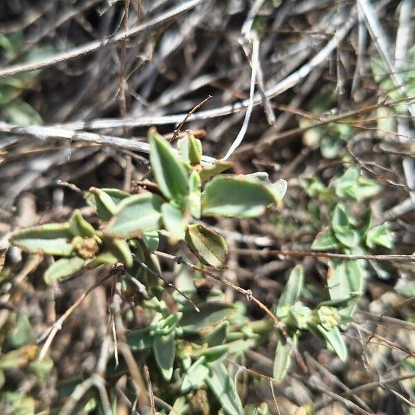 Helianthemum cinereum Blad