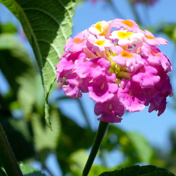 Lantana camara Bloem