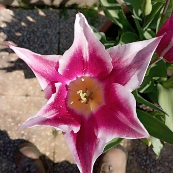 Tulipa didieri 花