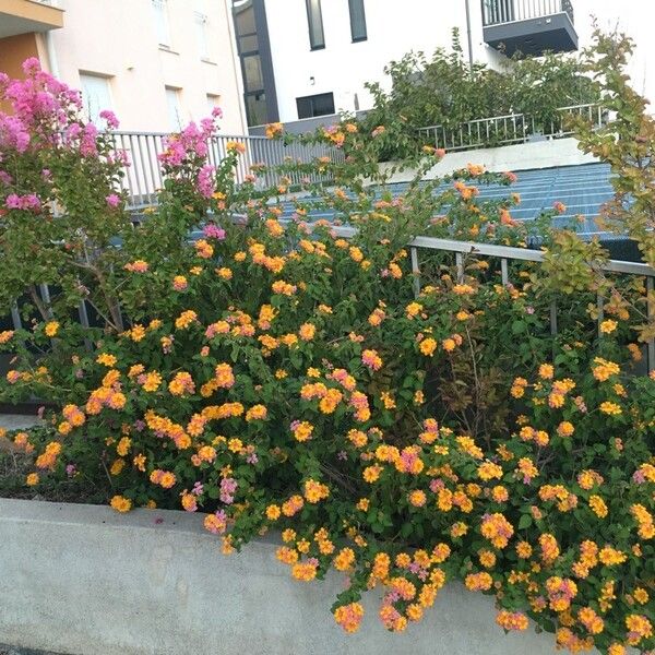 Lantana camara Hábito