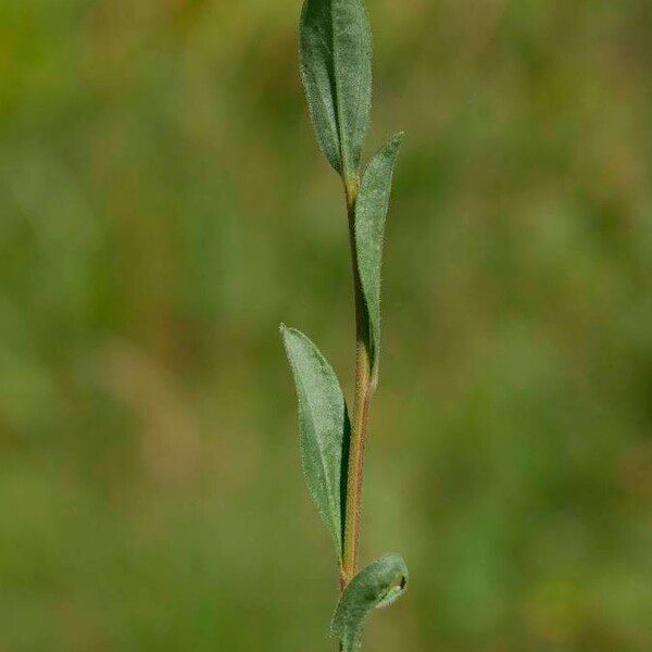 Aster amellus Hoja