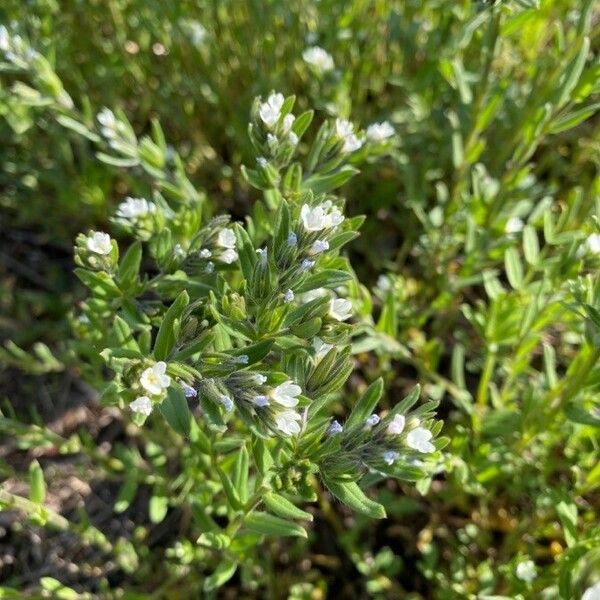 Buglossoides arvensis Blomst