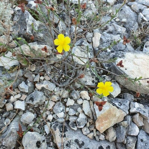 Fumana ericoides Flower