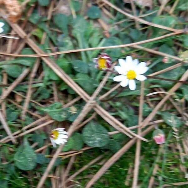 Bellium bellidioides Blad