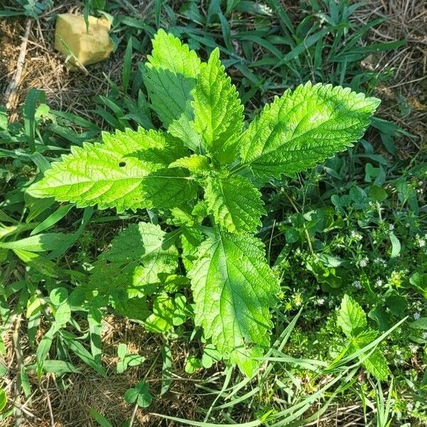 Verbena urticifolia Hostoa