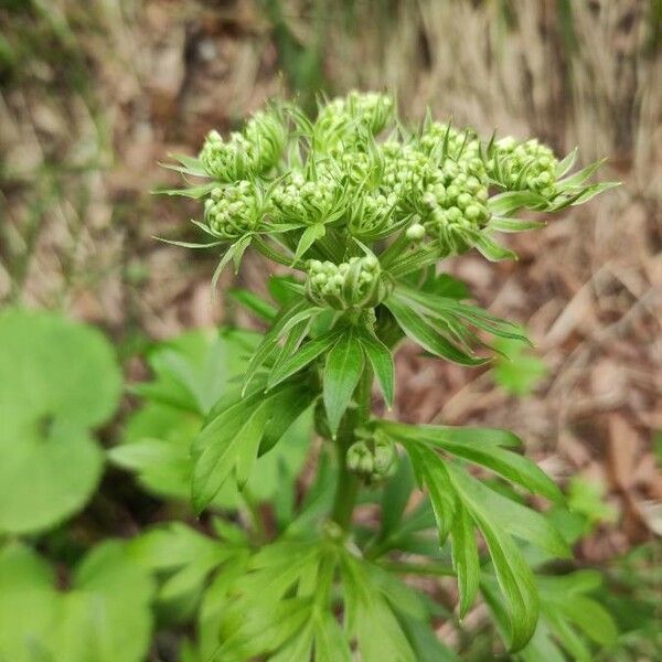 Pleurospermum austriacum Flower