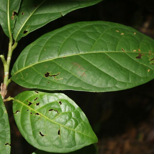 Coccoloba porphyrostachys Leaf