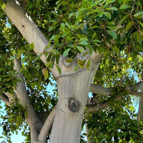 Ficus maxima Schors