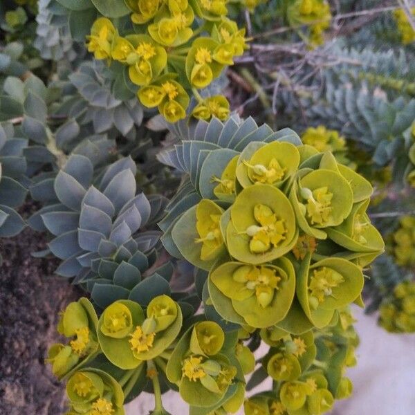 Euphorbia myrsinites Blomma