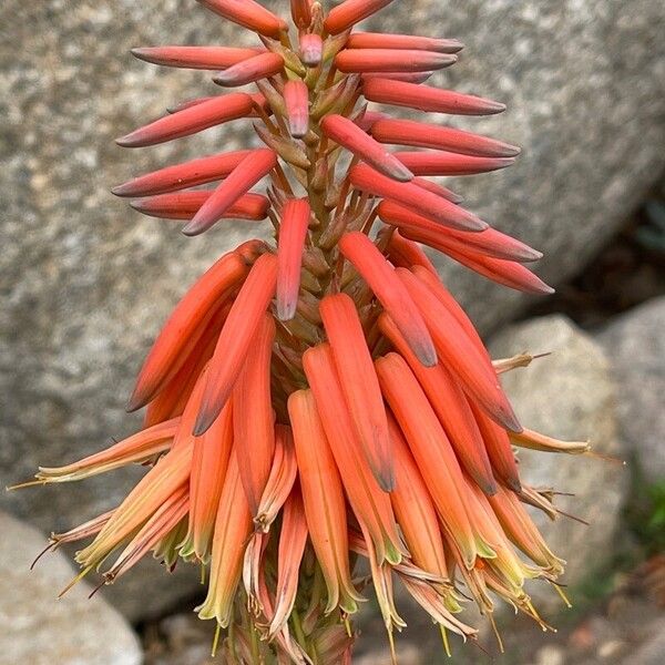 Aloe brevifolia Flower