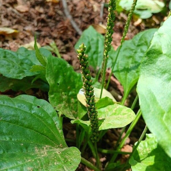 Plantago major 果実