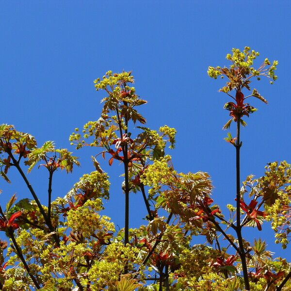 Acer rubrum Flower