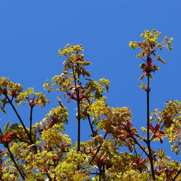 Acer rubrum Virág