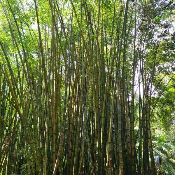 Dendrocalamus giganteus Кора