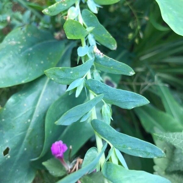 Cerinthe minor Leaf