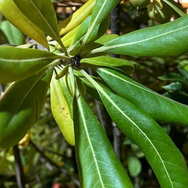 Pittosporum tobira Leaf