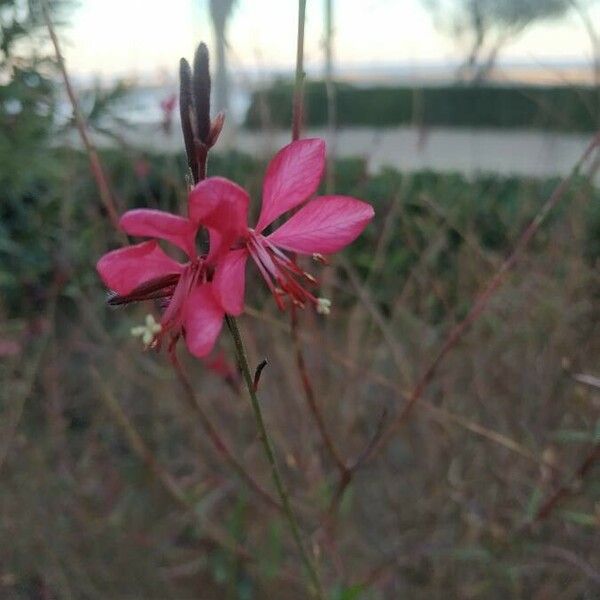 Oenothera lindheimeri Flors