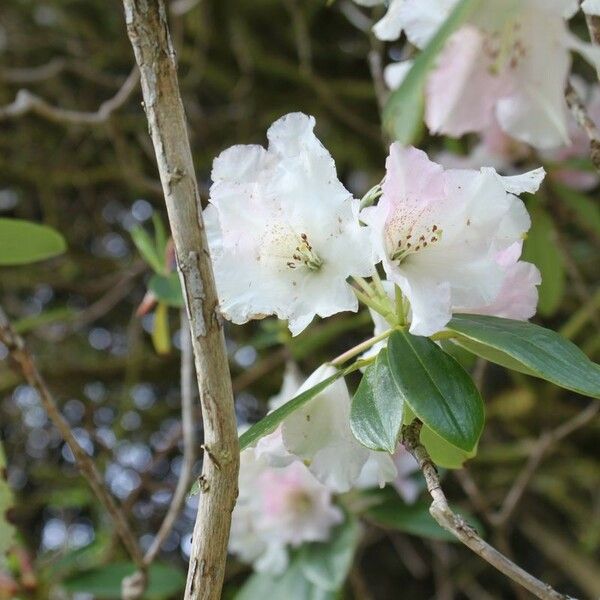 Rhododendron aureum Flower