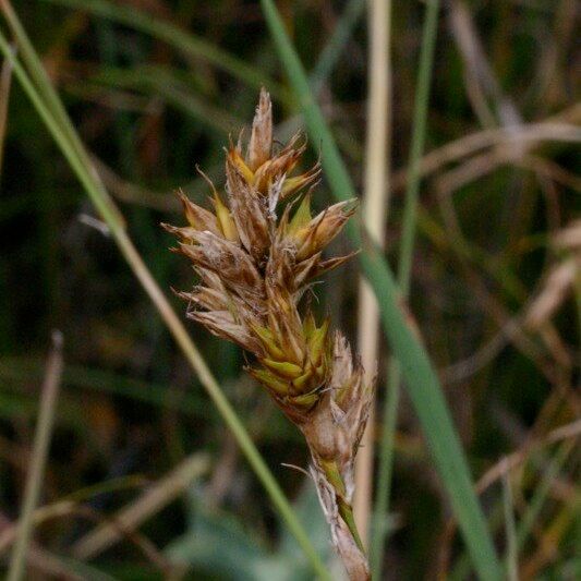 Carex colchica Fruct