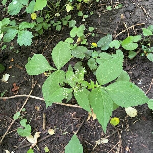 Cryptotaenia canadensis Leaf