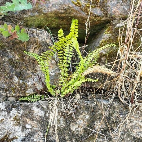 Asplenium trichomanes 叶