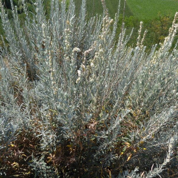 Artemisia cana Flor