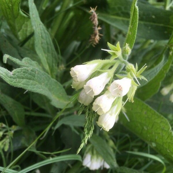 Symphytum officinale Flower