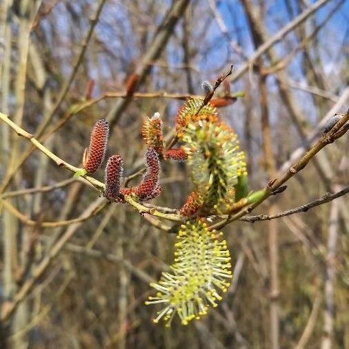 Salix purpurea Flower