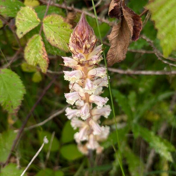 Orobanche picridis 花