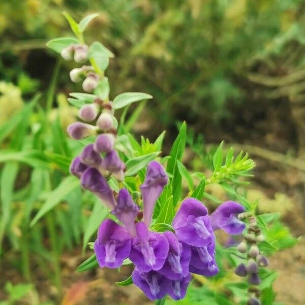 Scutellaria baicalensis Flower