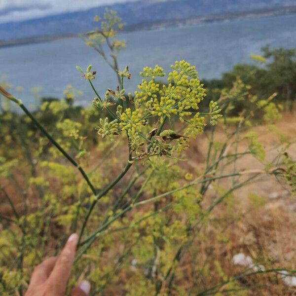 Foeniculum vulgare Floare