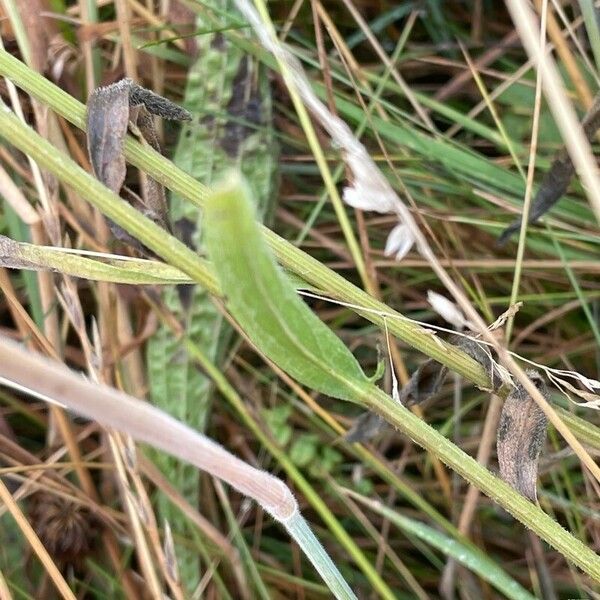 Holcus lanatus Leaf