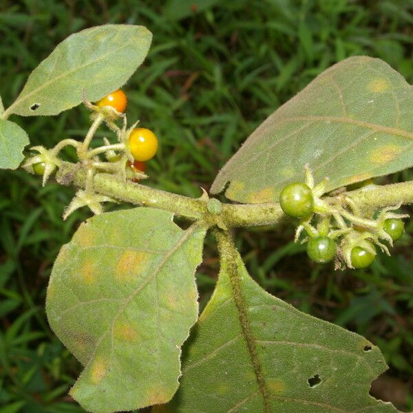 Solanum jamaicense Frutto