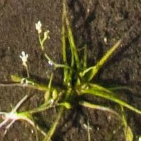 Subularia aquatica Blomst