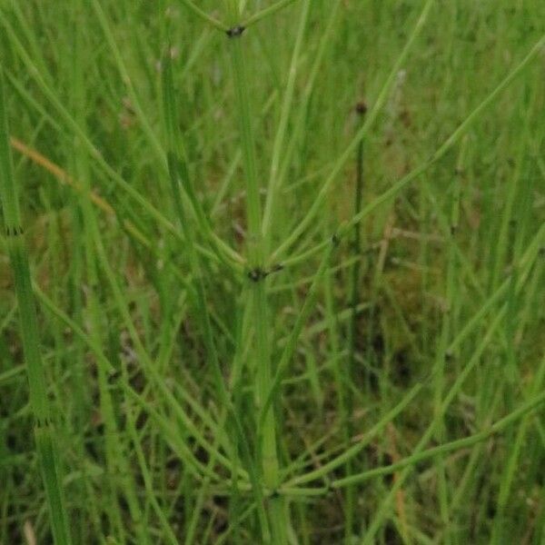 Equisetum palustre Levél