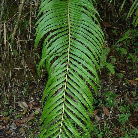 Blechnum orientale 葉