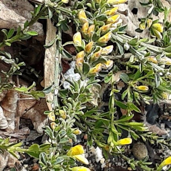 Genista pilosa Blatt