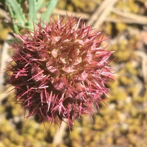 Coris monspeliensis Flor