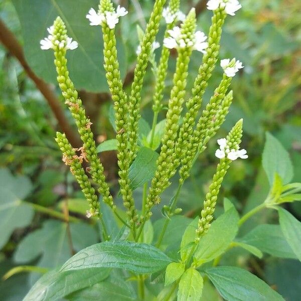 Verbena hastata Λουλούδι