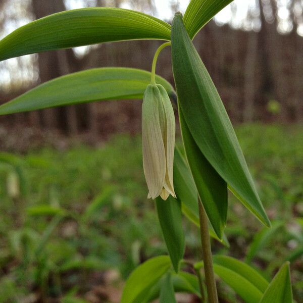 Uvularia sessilifolia Kvet