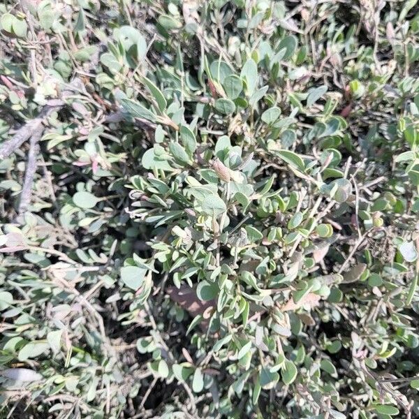 Atriplex portulacoides Leaf