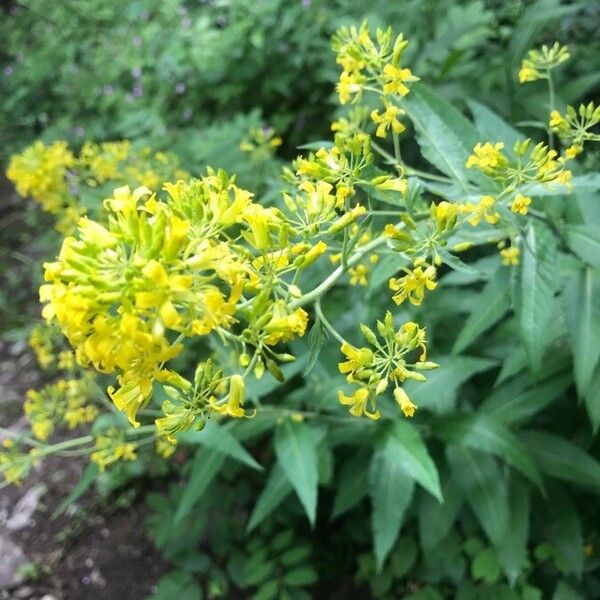 Sisymbrium strictissimum ᱵᱟᱦᱟ