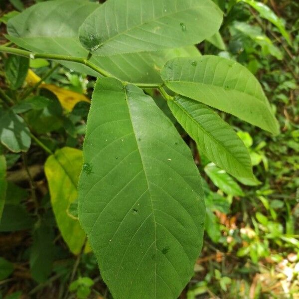 Castilla elastica Blad