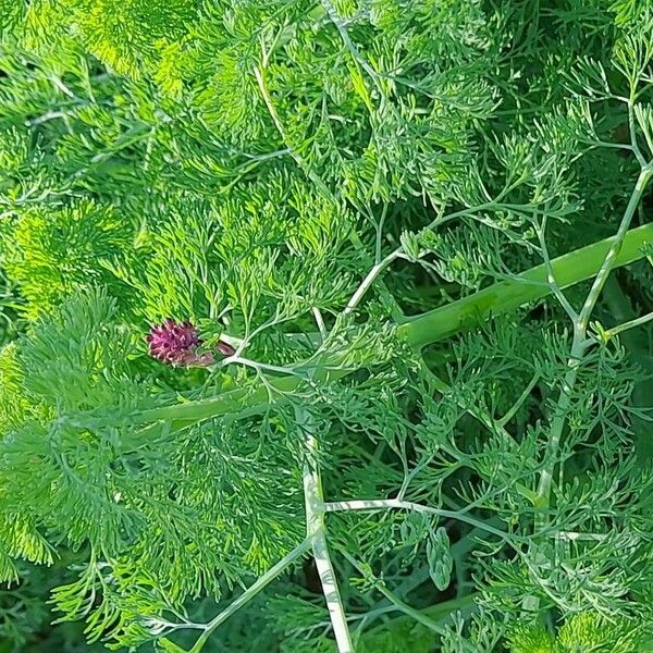 Fumaria densiflora Συνήθη χαρακτηριστικά