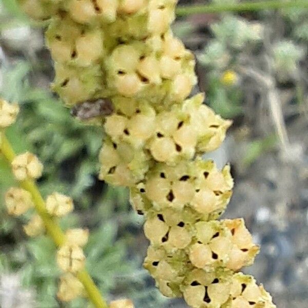 Reseda luteola Fruto