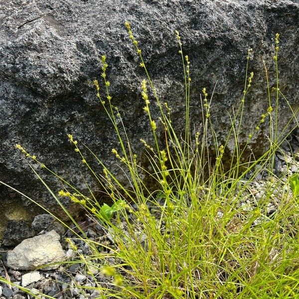 Carex divulsa ফুল