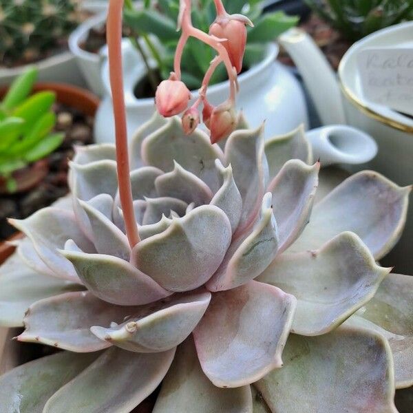 Echeveria laui Levél