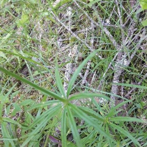 Galium aristatum Folha