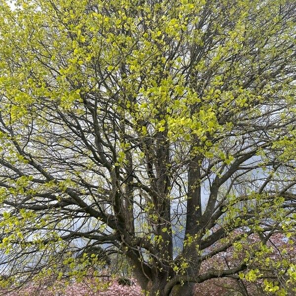 Liriodendron tulipifera অভ্যাস